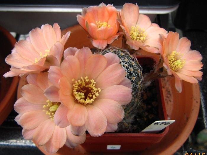 Rebutia haagei (syn. Mediolobivia rosalbiflora)